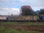 RUMO HNS-045778-7